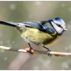 Mésange Bleue