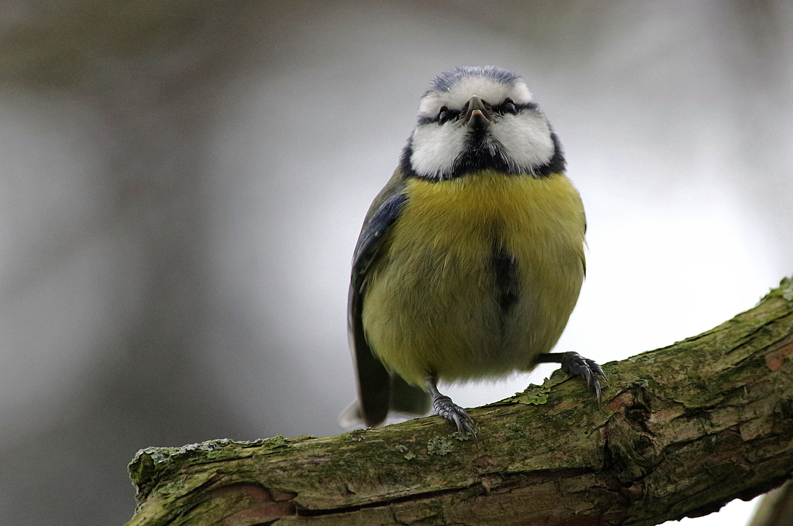 Mésange bleue