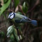 Mésange bleue