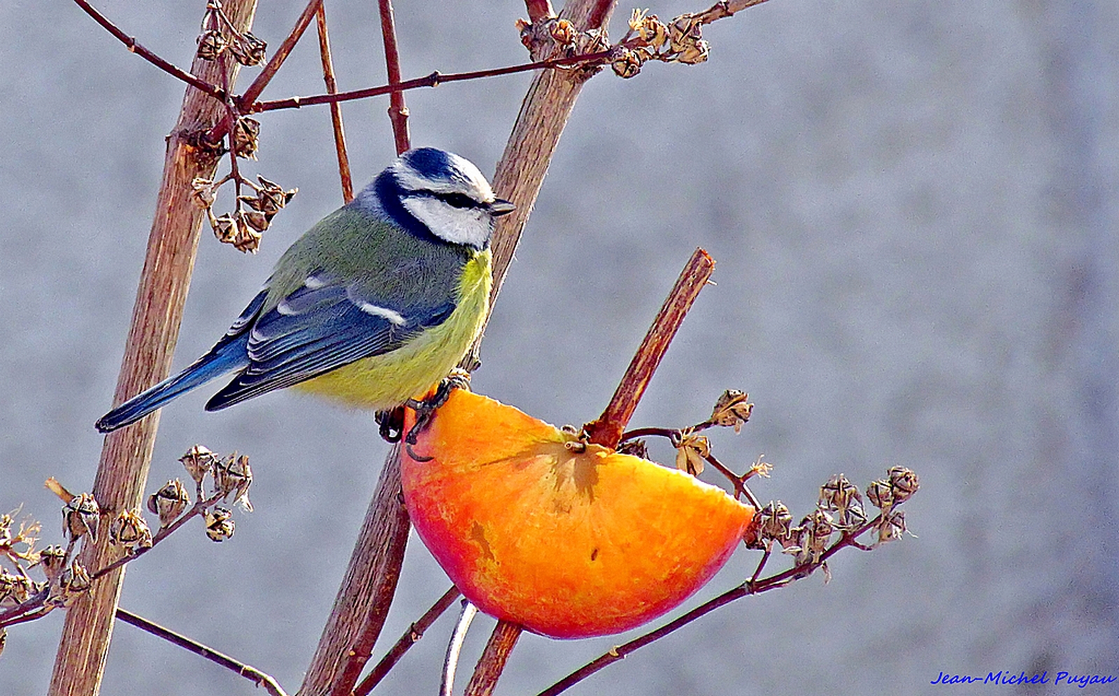 mésange bleue