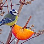 mésange bleue