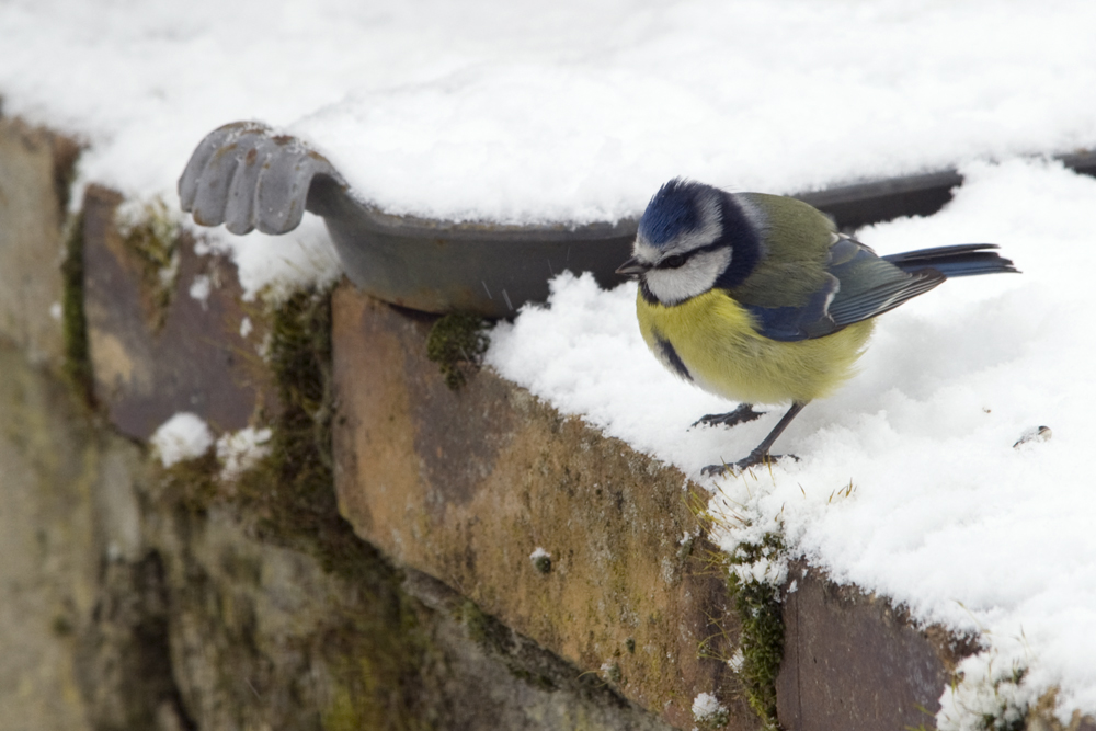 Mésange bleue au sport d'hiver