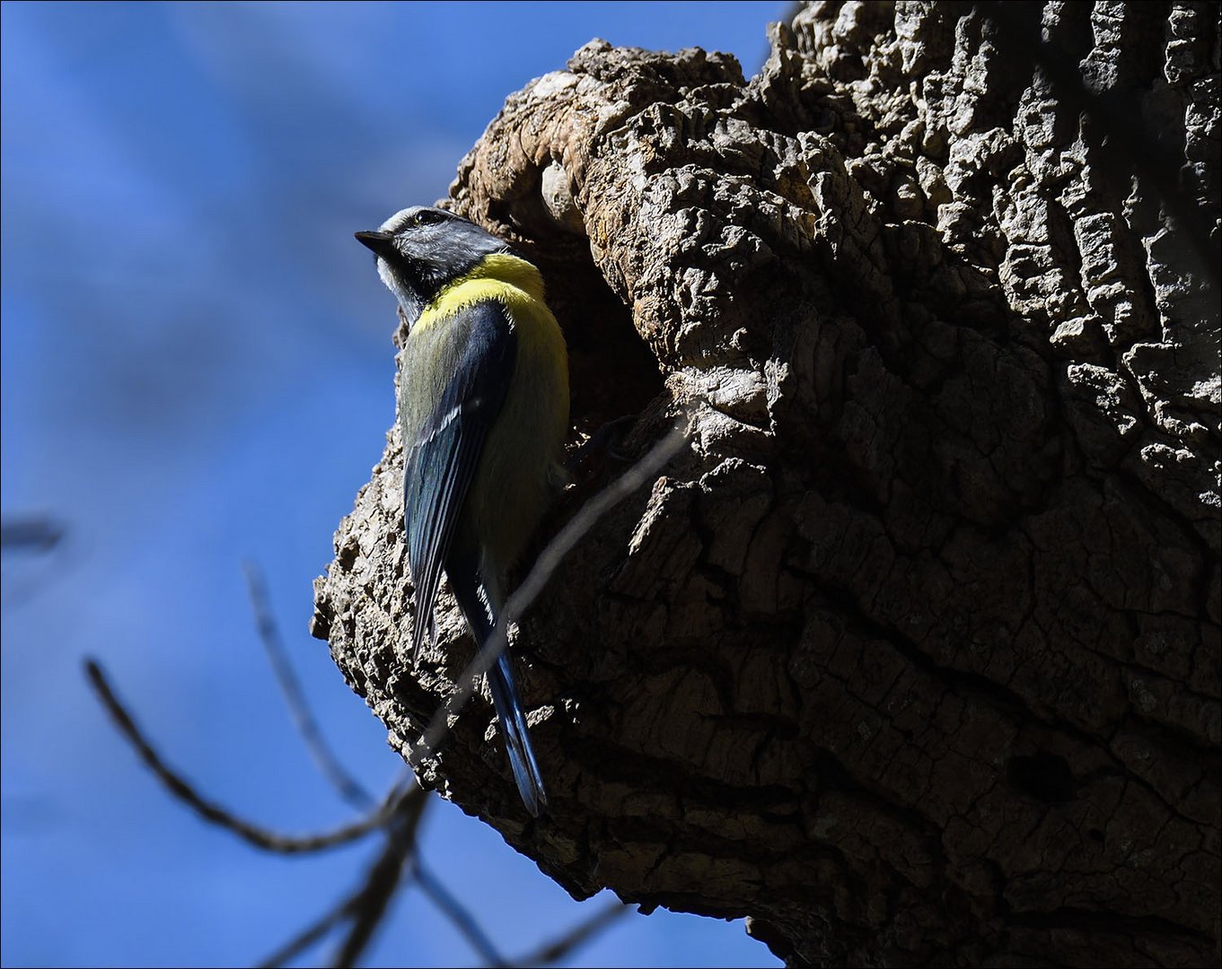 Mésange bleue