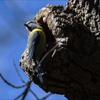 Mésange bleue