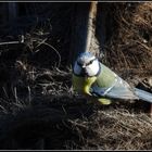 mésange bleue