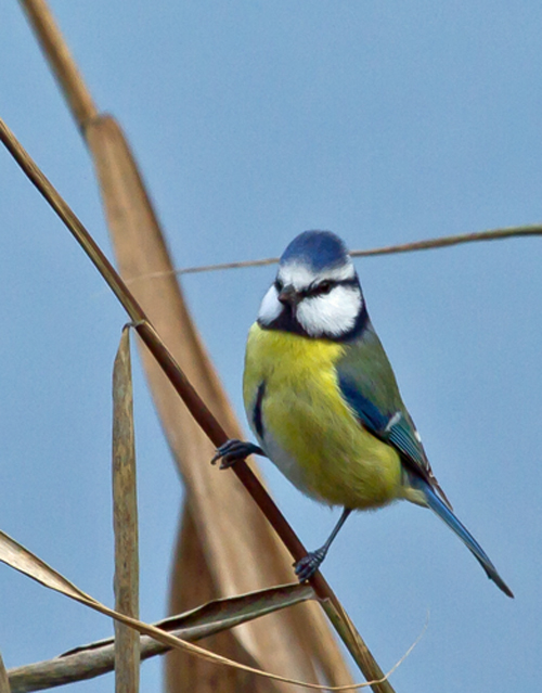 MéSANGE BLEUE