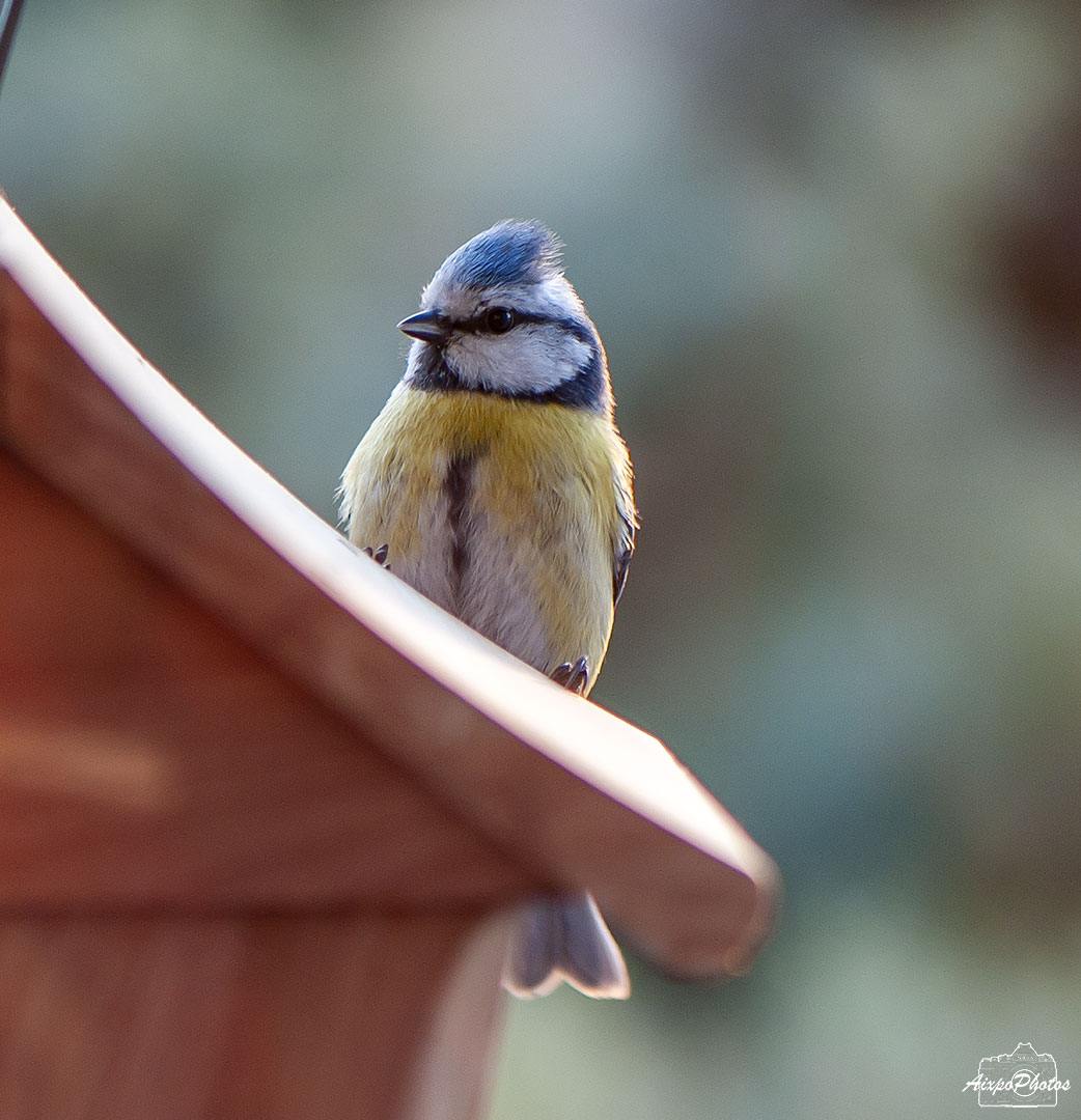 Mésange Bleue