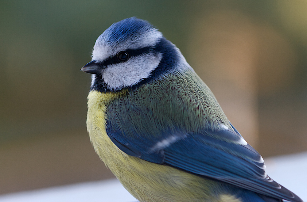 Mésange bleue