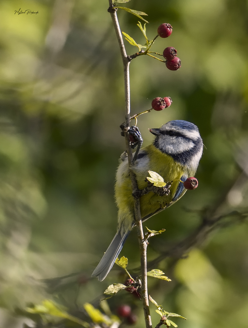 Mésange bleue