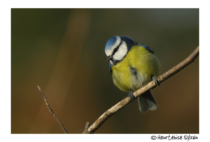 mésange bleue