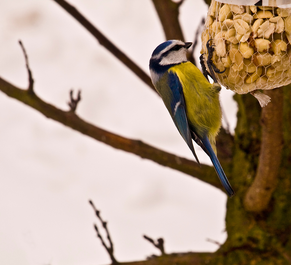 Mésange bleue - Blaumeise