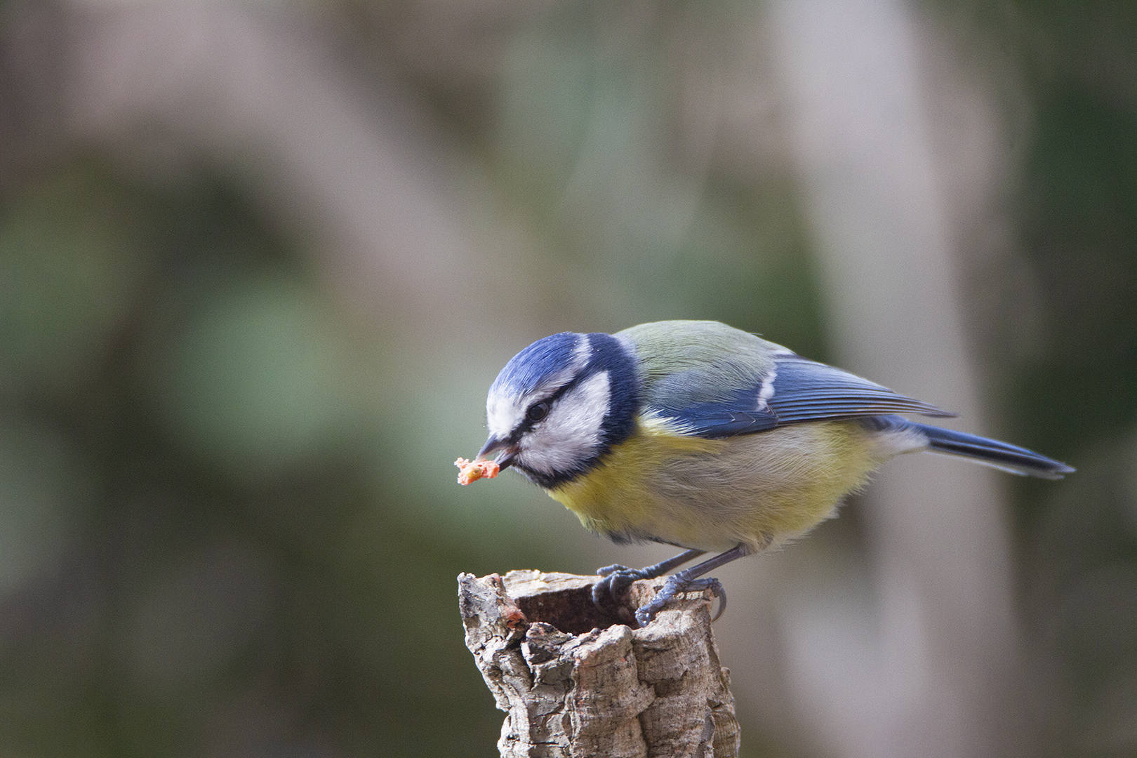 Mésange bleue