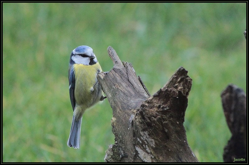 Mésange Bleue