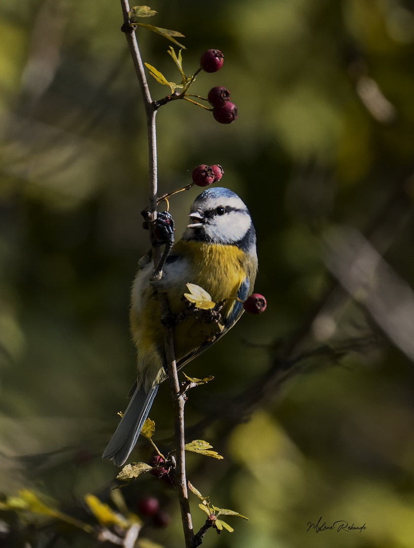 Mésange bleue