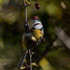 Mésange bleue