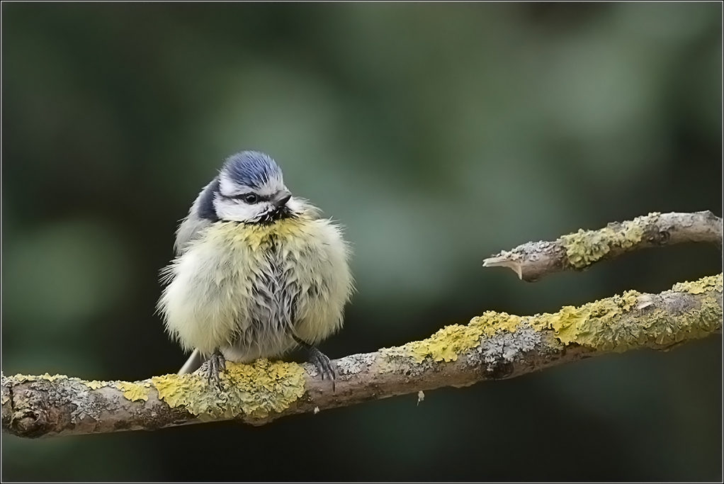 Mésange bleue