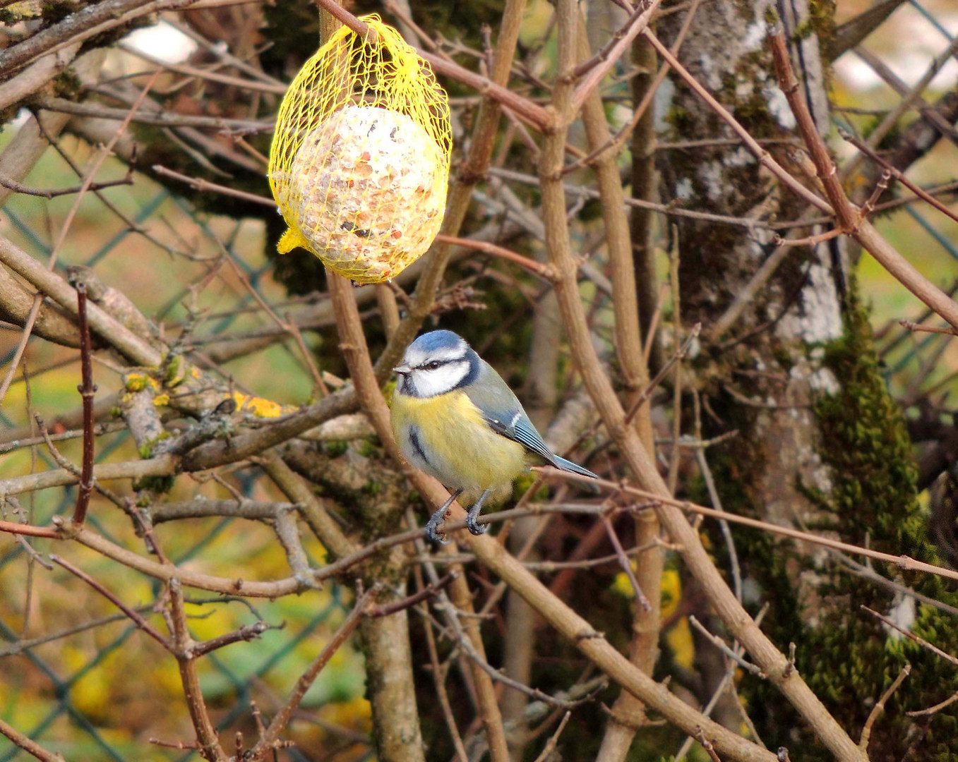 Mésange bleue 