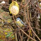 Mésange bleue 