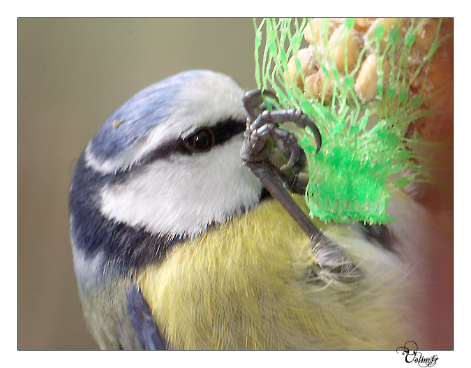 Mésange bleue