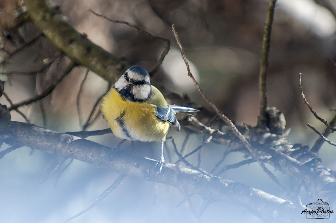 Mésange Bleue ce matin