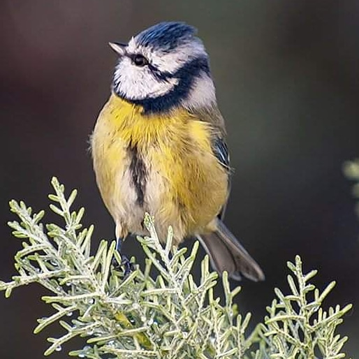 Mésange bleue ce matin 