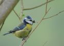 Mésange bleue (Cyanistes caeruleus) von Bernd Ullrich 