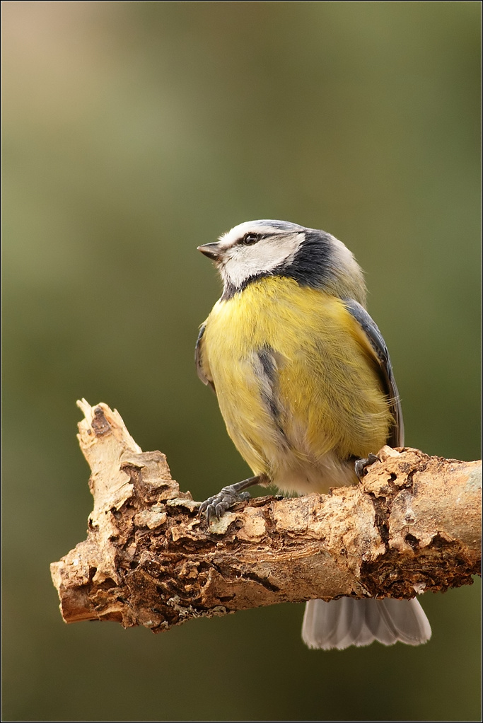 Mésange bleue