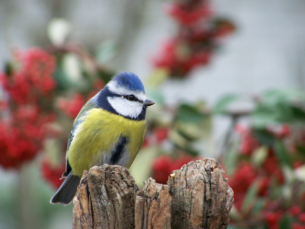 mésange bleue