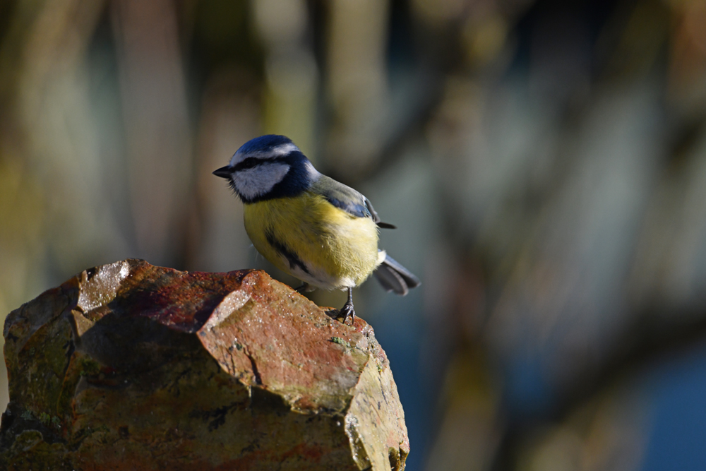 Mésange bleue