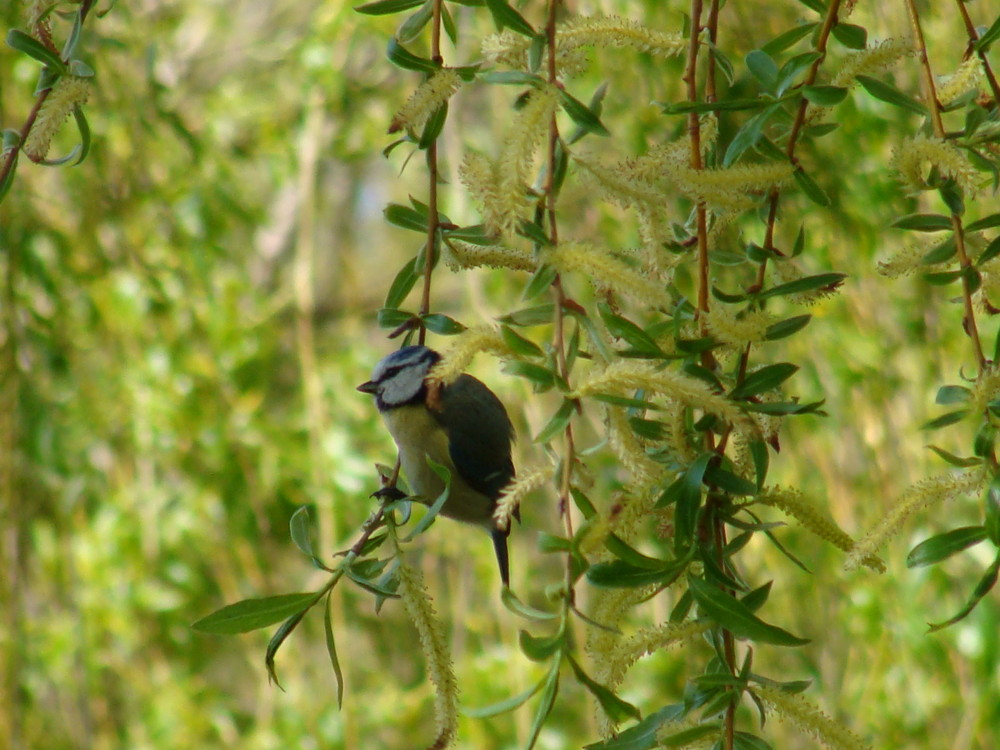 Mésange bleue