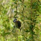 Mésange bleue