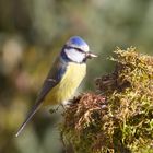 mésange bleue