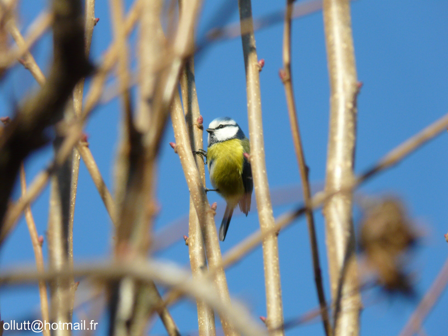 Mésange Bleue