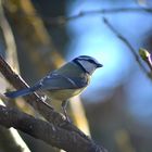 mésange bleue