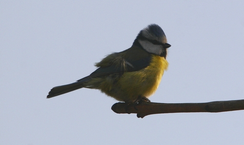 Mésange bleue dans le vent