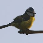 Mésange bleue dans le vent