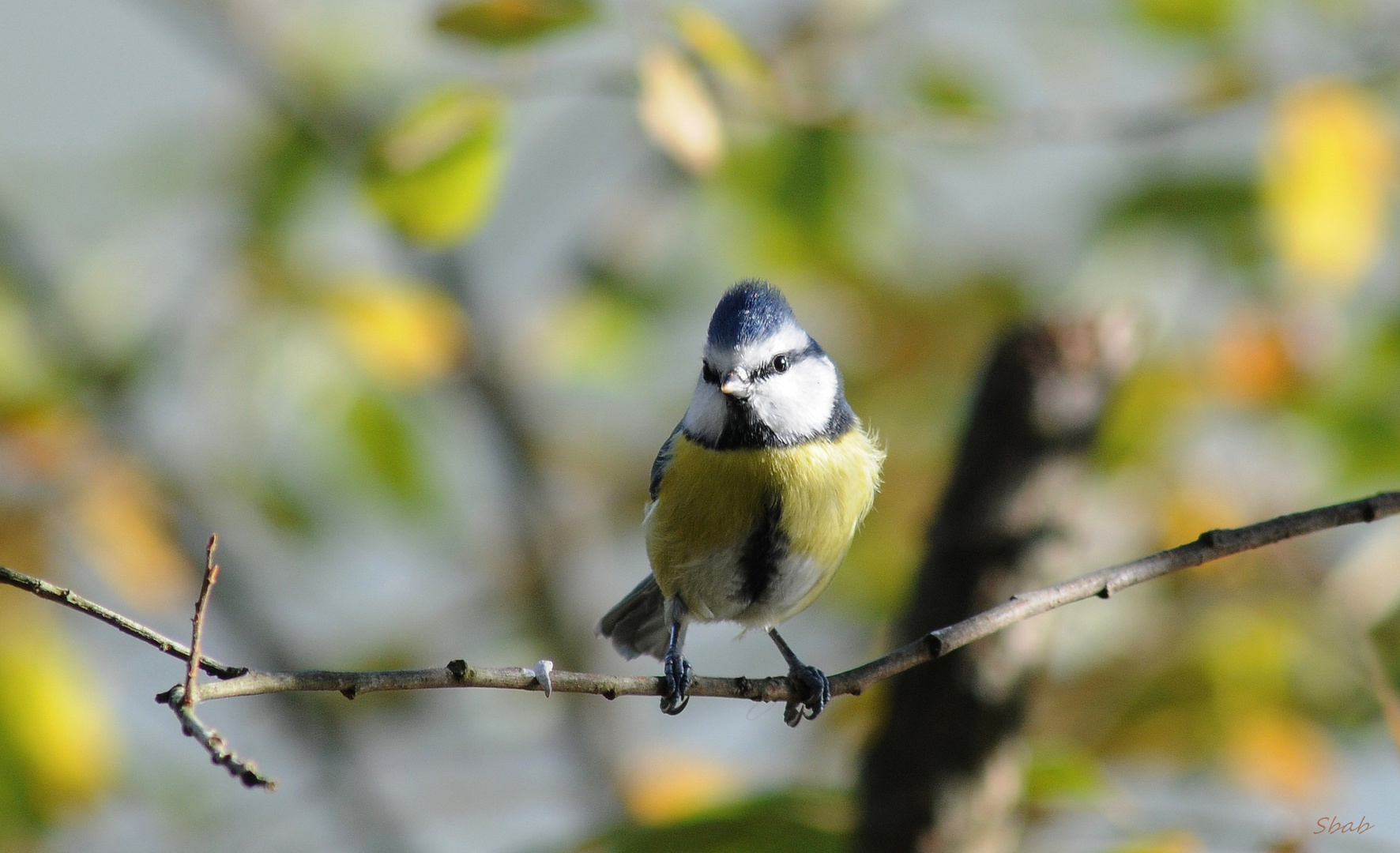 mesange bleue d'automne