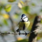 mesange bleue d'automne