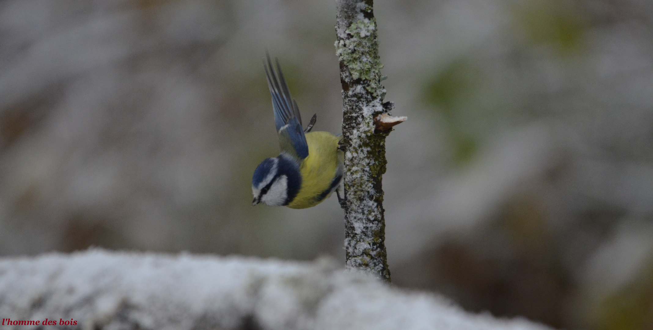 mésange bleue