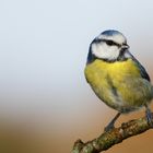 Mésange bleue de la saison