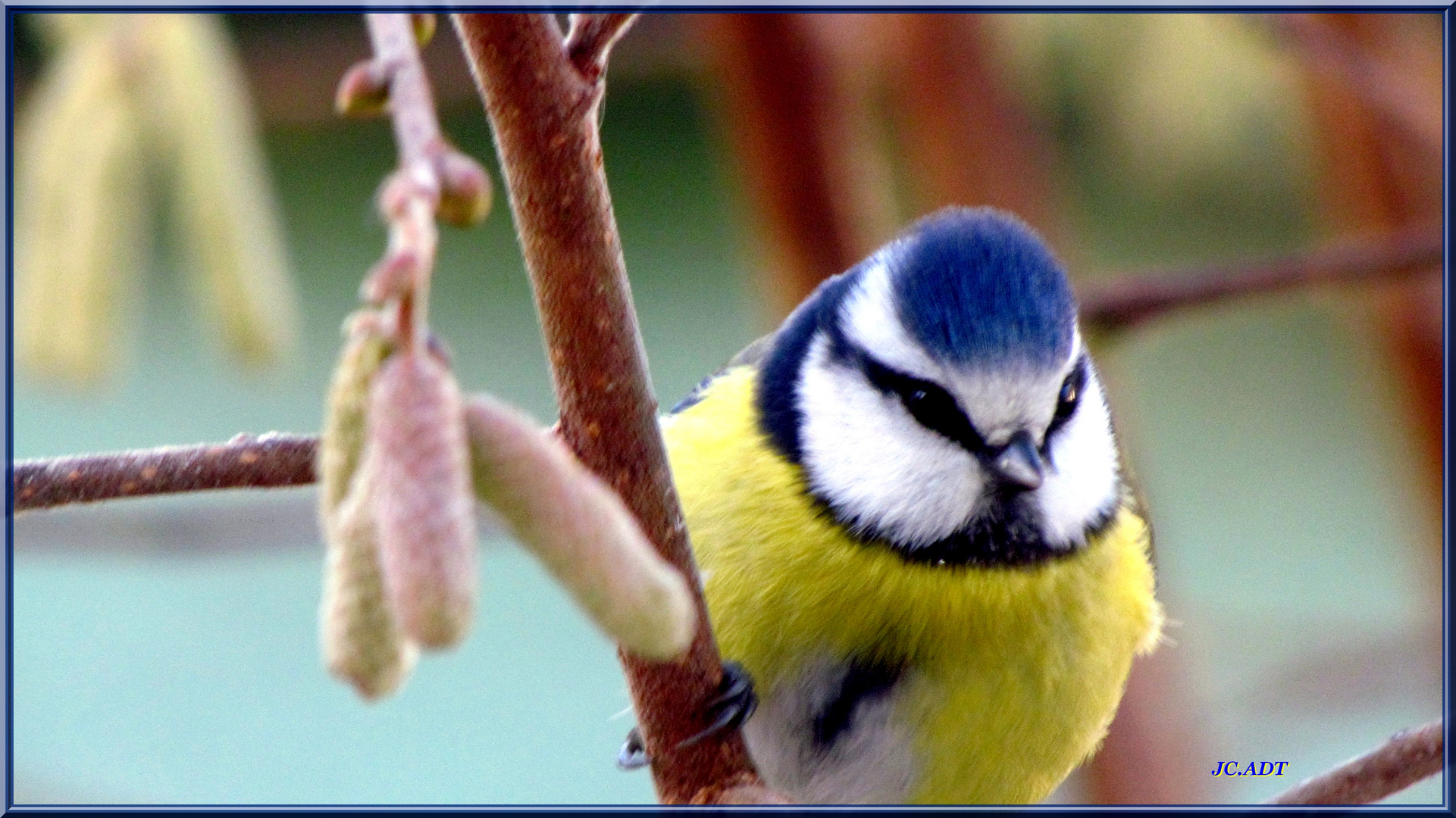 Mésange bleue de mon jardin