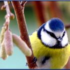 Mésange bleue de mon jardin