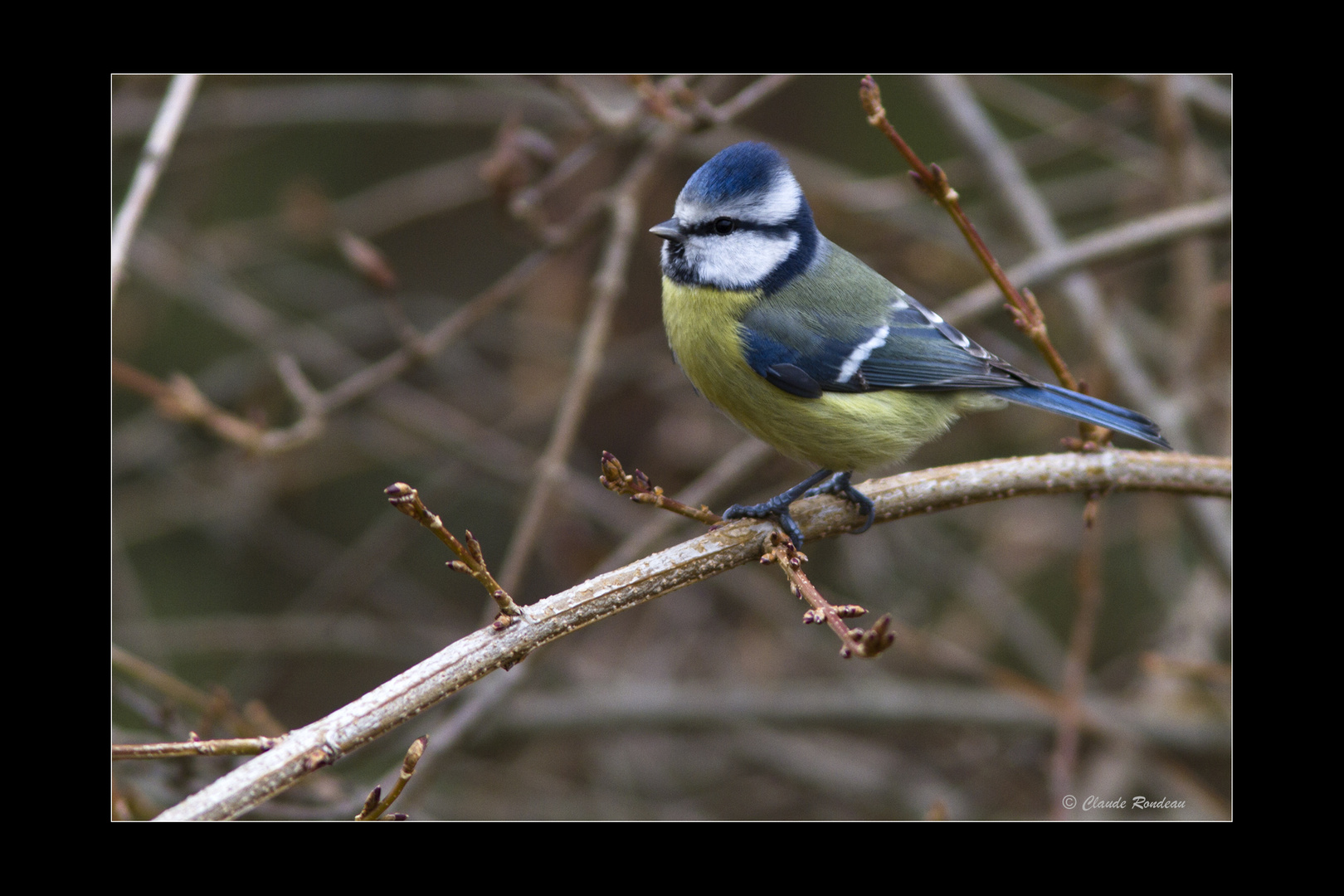 Mésange bleue du 23 décembre