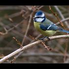 Mésange bleue du 23 décembre