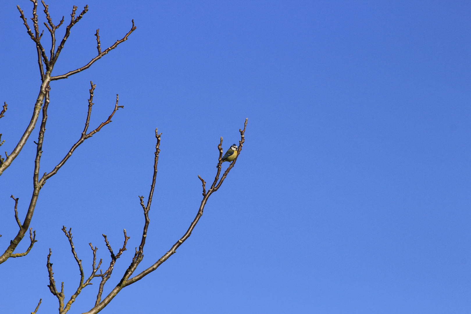 Mésange Bleue