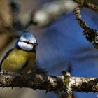 Mésange Bleue 