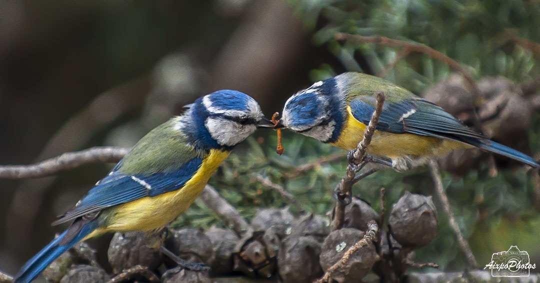 Mésange Bleue