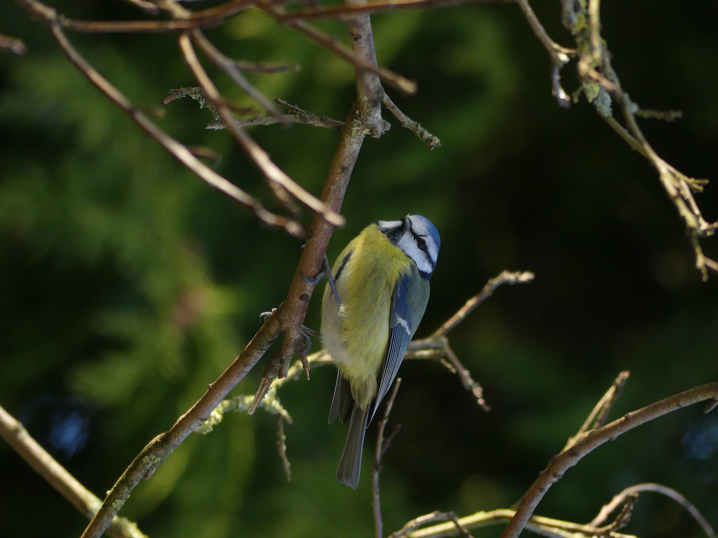 Mésange bleue