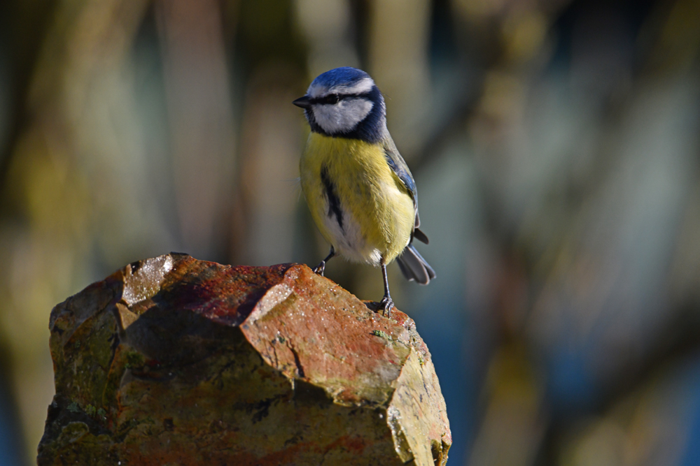 Mésange bleue