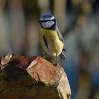 Mésange bleue